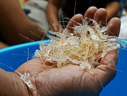 Polres Pangandaran Amankan Nelayan Penangkap Baby Lobster