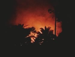 Kebun Seluas 1 Hektar Dilahap Si Jago Merah