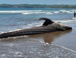 Geger Warga Temukan Naga Bintang di Pantai Batukaras