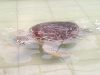Imbas Batubara Penetasan Telur Penyu di Pantai Batu Hiu Musim Ini Terancam Gagal