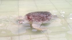 Penyu hijau di laut Pangandaran.