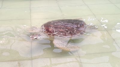 Penyu hijau di laut Pangandaran.