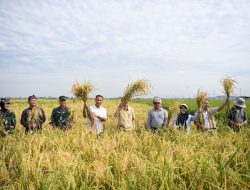Bey Machmudin: Budi Daya Padi Teknologi Salibu Dapat Tingkatkan Produktivitas Pertanian
