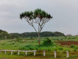 Pohon Pandan Sejak 1991 di Pacuan Kuda Legokjawa Pangandaran Tidak Pernah Ditebang