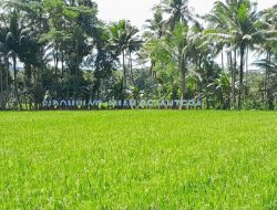Lahan Sawah di Pangandaran Tidak Bisa Dialih Fungsikan