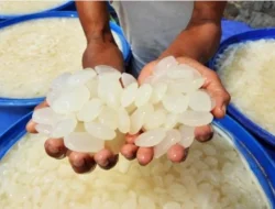 5 Manfaat Kolang Kaling yang Sering Digunakan untuk Kolak Takjil