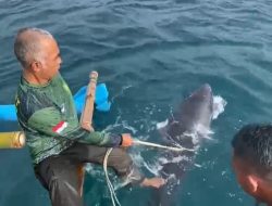 Warga Evakuasi Lumba-lumba Terdampar di Pantai Pangandaran