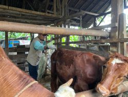 Ratusan Sapi di Pangandaran Mendapatkan Vaksin PMK