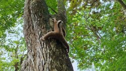 Habitat Kukang Jawa dan Kucing Hutan Cagar Alam Terancam