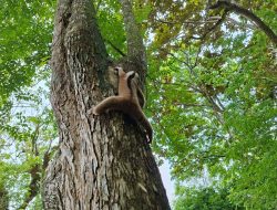 Habitat Kukang Jawa dan Kucing Hutan Cagar Alam Terancam