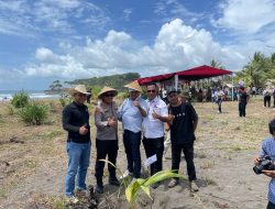 Pecahkan Rekor, Petani Pangadaran Tanam 2026 Pohon Kelapa