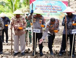 Kelola 11 Hektar Lahan Jagung, Polres Pangandaran Targetkan 44 Ton Panen