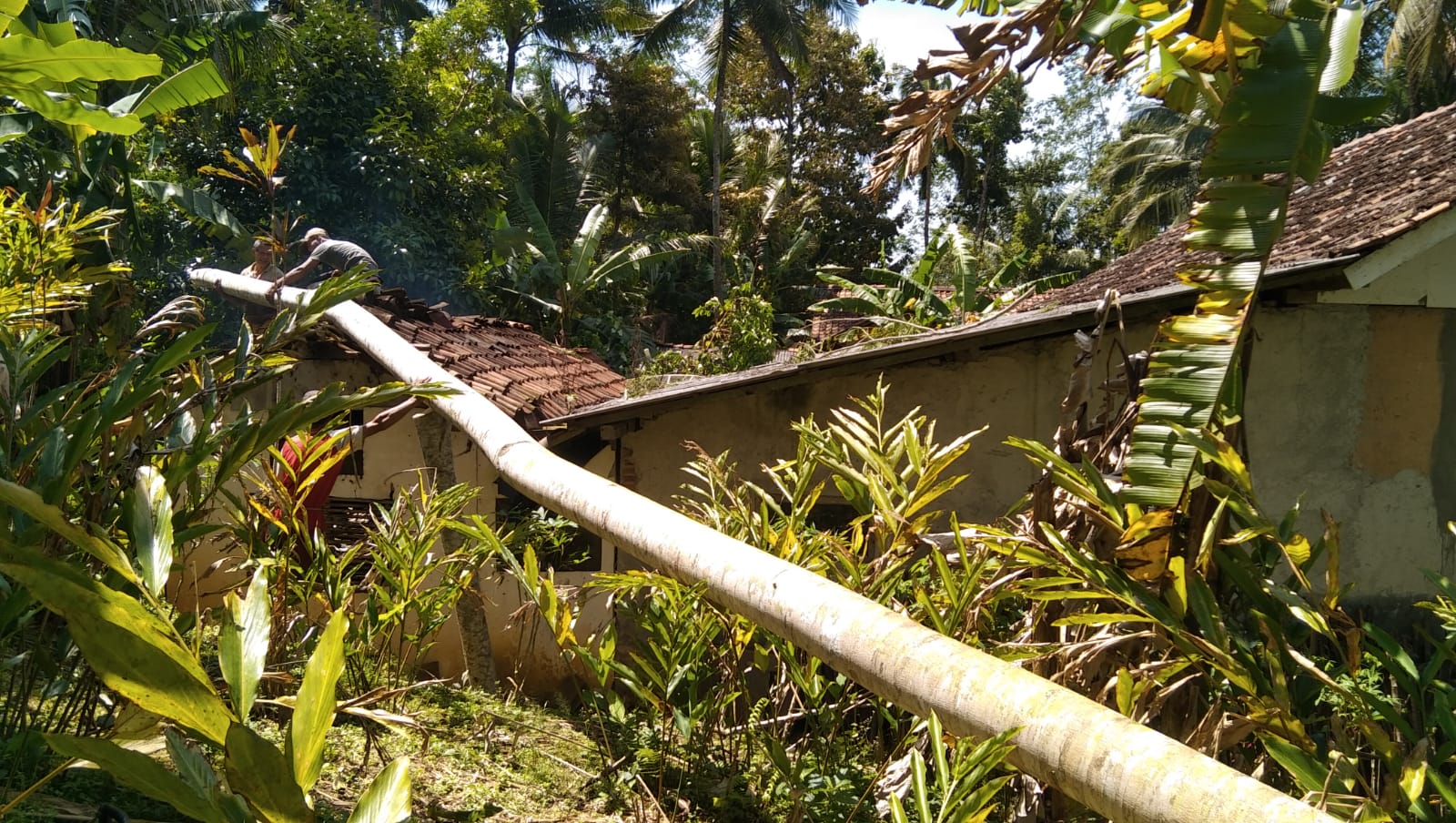 Rumah warga yang rusak akibat pohon tumbang.
