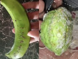 Kue Berjamur dan Pisang Mentah, Menu MBG Keringan di Pangandaran Diprotes