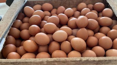 Menjelang Ramadhan, Harga Telur di Pangandaran Meroket