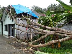 Hujan Angin Terjang Pangandaran, Belasan Rumah Rusak Tertimpa Pohon