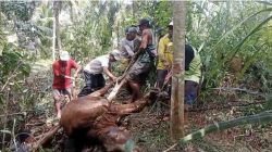 Kisah Pilu Peternak di Cimerak: Tabungan Pendidikan Anak Hilang Usai Sapi Masuk Jurang