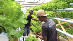 Intip Kebun Selada Hidroponik Kusnandar di Pangandaran