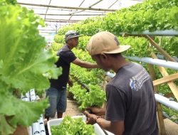 Intip Kebun Selada Hidroponik Kusnandar di Pangandaran