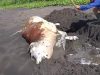 Geger, Bangkai Sapi Utuh Ditemukan di Pantai Legokjawa