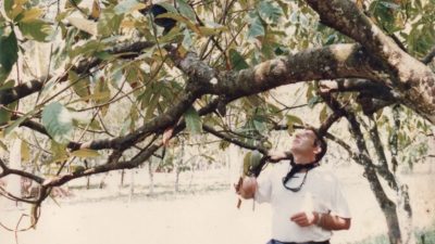 Perkebunan Kakao di Pangandaran