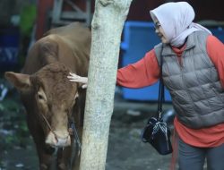 Anggota DPR RI HJ Ida Nurlaela Salurkan 90 Hewan Kurban di Priangan Timur