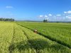 Keluh Petani Pangandaran Kini Sawah mulai Kekurangan Air Akibat Kemarau