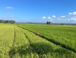 Keluh Petani Pangandaran Kini Sawah mulai Kekurangan Air Akibat Kemarau