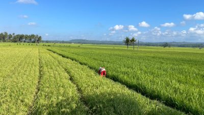 Keluh Petani Pangandaran Kini Sawah mulai Kekurangan Air Akibat Kemarau