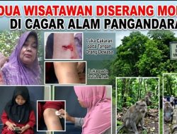Dua Wisatawan Jadi Korban Agresifnya Monyet TWA Cagar Alam Pangandaran