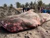 ‘Naga Bentang’ yang Terlelap Selamanya di Pesisir Batukaras