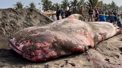 ‘Naga Bentang’ yang Terlelap Selamanya di Pesisir Batukaras