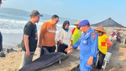 BKSDA Ungkap Penyebab Lumba-lumba Mati di Pantai Timur Pangandaran