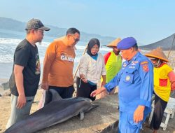 BKSDA Ungkap Penyebab Lumba-lumba Mati di Pantai Timur Pangandaran